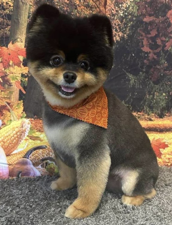 lion cut black pomeranian